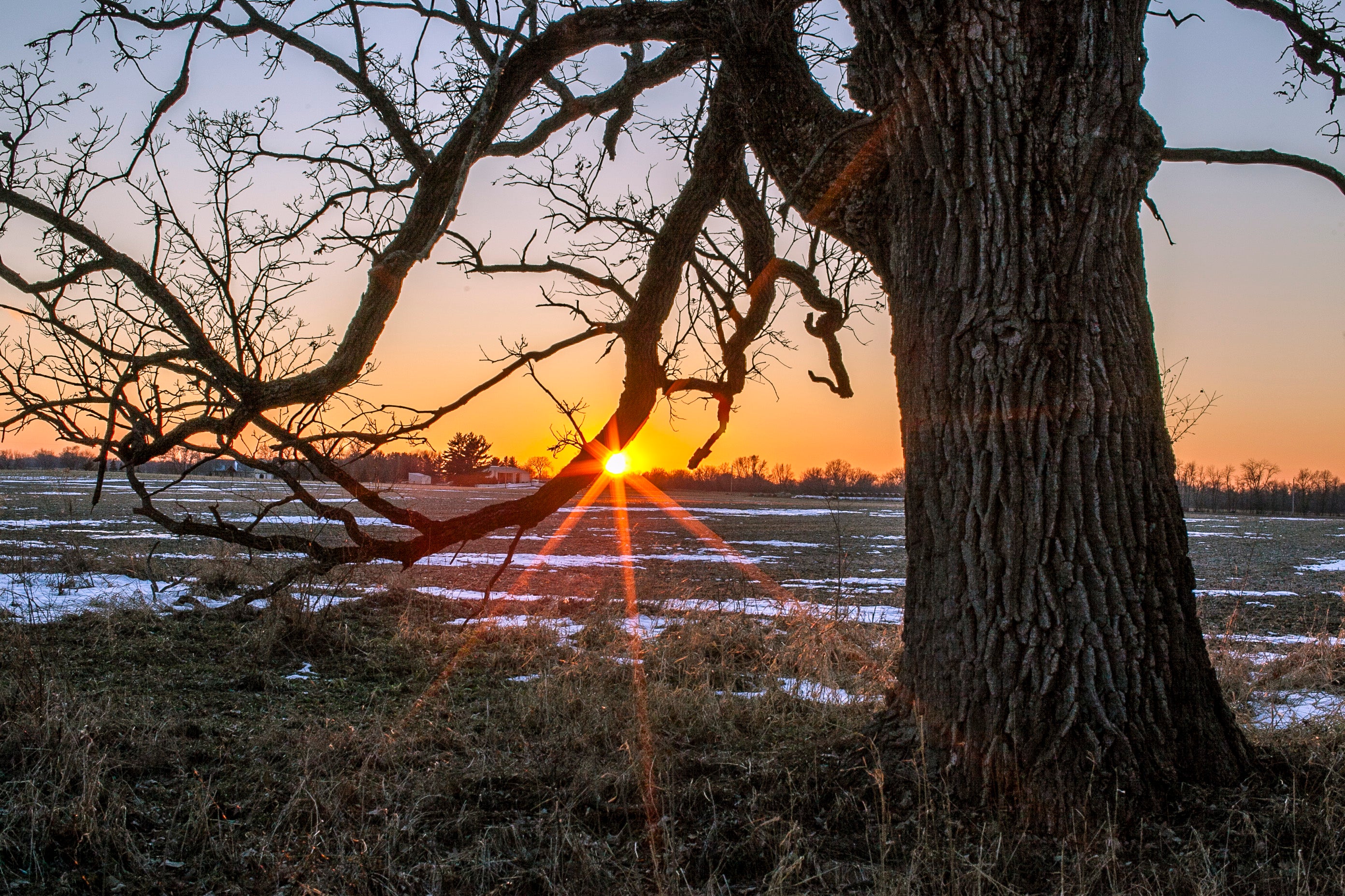Oak Wood Furniture – Brisbane Furniture